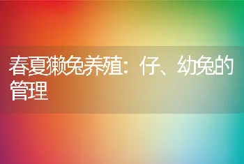 春夏獭兔养殖：仔、幼兔的管理