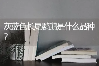 灰蓝色长尾鹦鹉是什么品种？