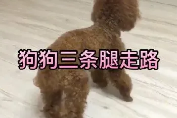 十个泰迪九个髌骨脱位，泰迪犬髌骨脱位四级