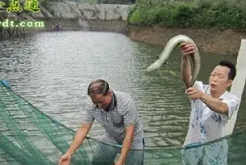 秋季鳗鱼养殖关键是调整肠胃