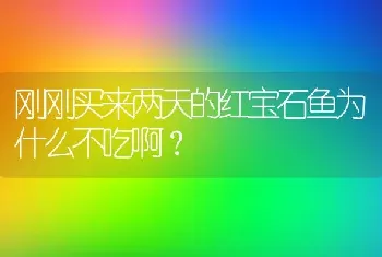 刚刚买来两天的红宝石鱼为什么不吃啊？