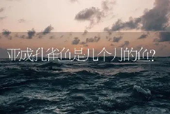 亚成孔雀鱼是几个月的鱼？