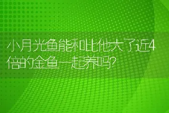 小月光鱼能和比他大了近4倍的金鱼一起养吗？