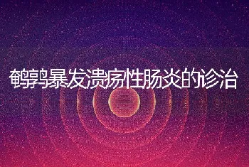 鹌鹑暴发溃疡性肠炎的诊治