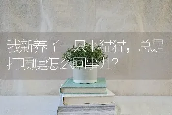 曼基康猫多少钱一只？