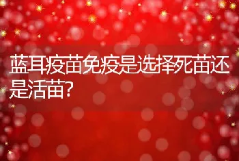 蓝耳疫苗免疫是选择死苗还是活苗？