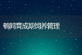 鹌鹑育成期饲养管理