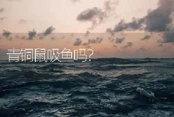 青铜鼠吸鱼吗？