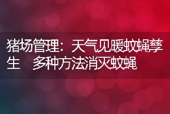 猪场管理：天气见暖蚊蝇孳生多种方法消灭蚊蝇