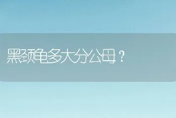 黑颈龟多大分公母？