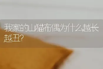 雪纳瑞和泰迪养哪个好？