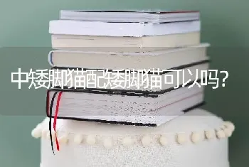 中矮脚猫配矮脚猫可以吗？