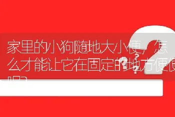 家里的小狗随地大小便，怎么才能让它在固定的地方便便呢？