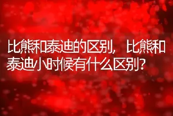 比熊和泰迪的区别，比熊和泰迪小时候有什么区别？