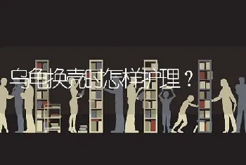 乌龟换壳时怎样护理？