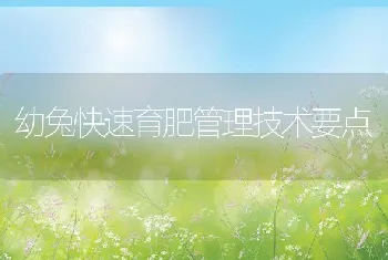 幼兔快速育肥管理技术要点