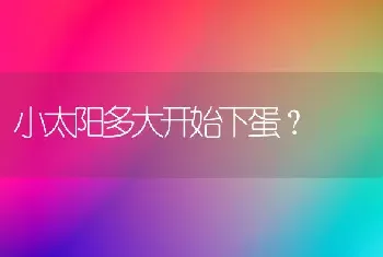 小太阳多大开始下蛋？