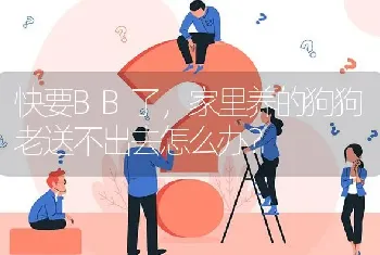 快要BB了，家里养的狗狗老送不出去怎么办？