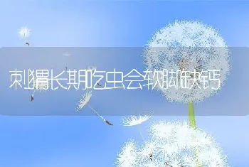 刺猬长期吃虫会软脚缺钙