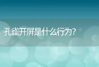 孔雀开屏是什么行为？