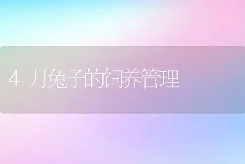 4月兔子的饲养管理