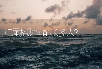 红尾招财鱼能长多大？