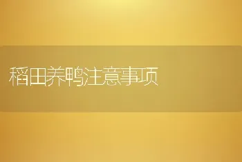 稻田养鸭注意事项