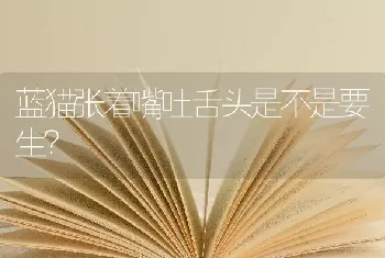 蓝猫张着嘴吐舌头是不是要生？