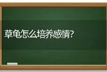 草龟怎么培养感情？