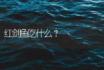 红剑鱼吃什么？