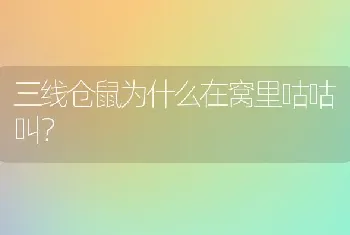 三线仓鼠为什么在窝里咕咕叫？