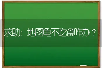 求助：地图龟不吃食咋办？