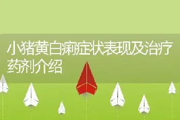 小猪黄白痢症状表现及治疗药剂介绍