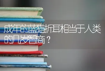 成年的蓝猫折耳相当于人类的几岁智商？