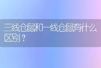 三线仓鼠和一线仓鼠有什么区别？