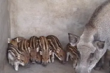 养野猪效益高 预防水肿最重要