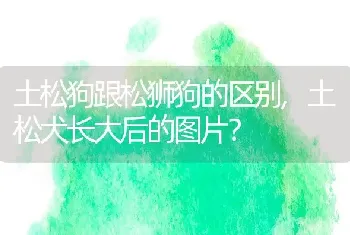 土松狗跟松狮狗的区别，土松犬长大后的图片？