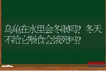 乌龟在水里会冬眠吗?冬天不给它喂食会饿死吗？