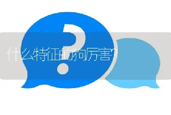 德国黑背，和，德牧，有什么区别？