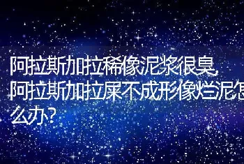 阿拉斯加拉稀像泥浆很臭，阿拉斯加拉屎不成形像烂泥怎么办？