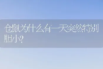 仓鼠为什么有一天突然特别胆小？