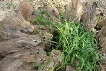 野兔养殖场的地形地势条件