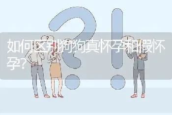 如何区别狗狗真怀孕和假怀孕？