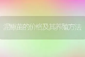 泥鳅苗的价格及其养殖方法