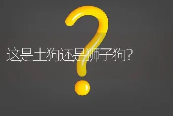 这是土狗还是狮子狗？