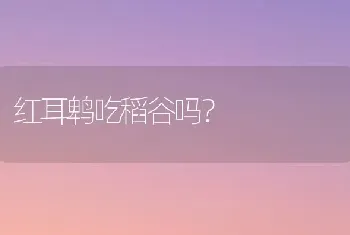 红耳鹎吃稻谷吗？