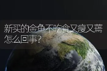 新买的金鱼不吃食又瘦又蔫怎么回事？