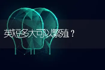 英短多大可以繁殖？