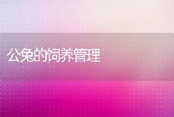 公兔的饲养管理