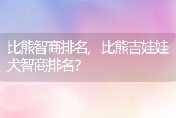 比熊智商排名，比熊吉娃娃犬智商排名？